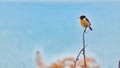 Tarabilla Europea ÃÂ Common stonechat